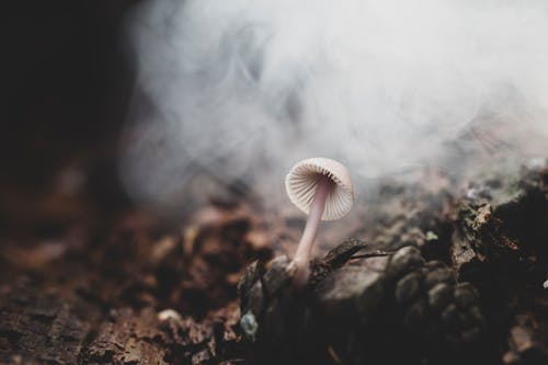 Бесплатное стоковое фото с гриб, дымчато, макросъемка