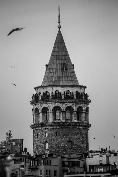 Flock of Birds Flying Over Galata Tower