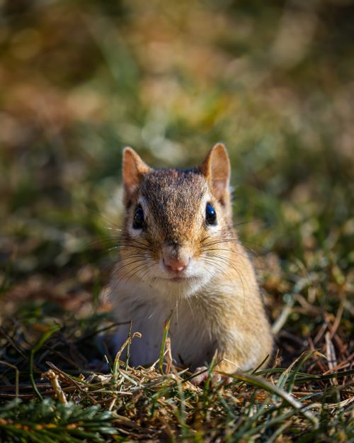 Free Adorable little Tamias striatus chipmunk sitting on green grassy ground and looking at camera in nature on sunny day Stock Photo