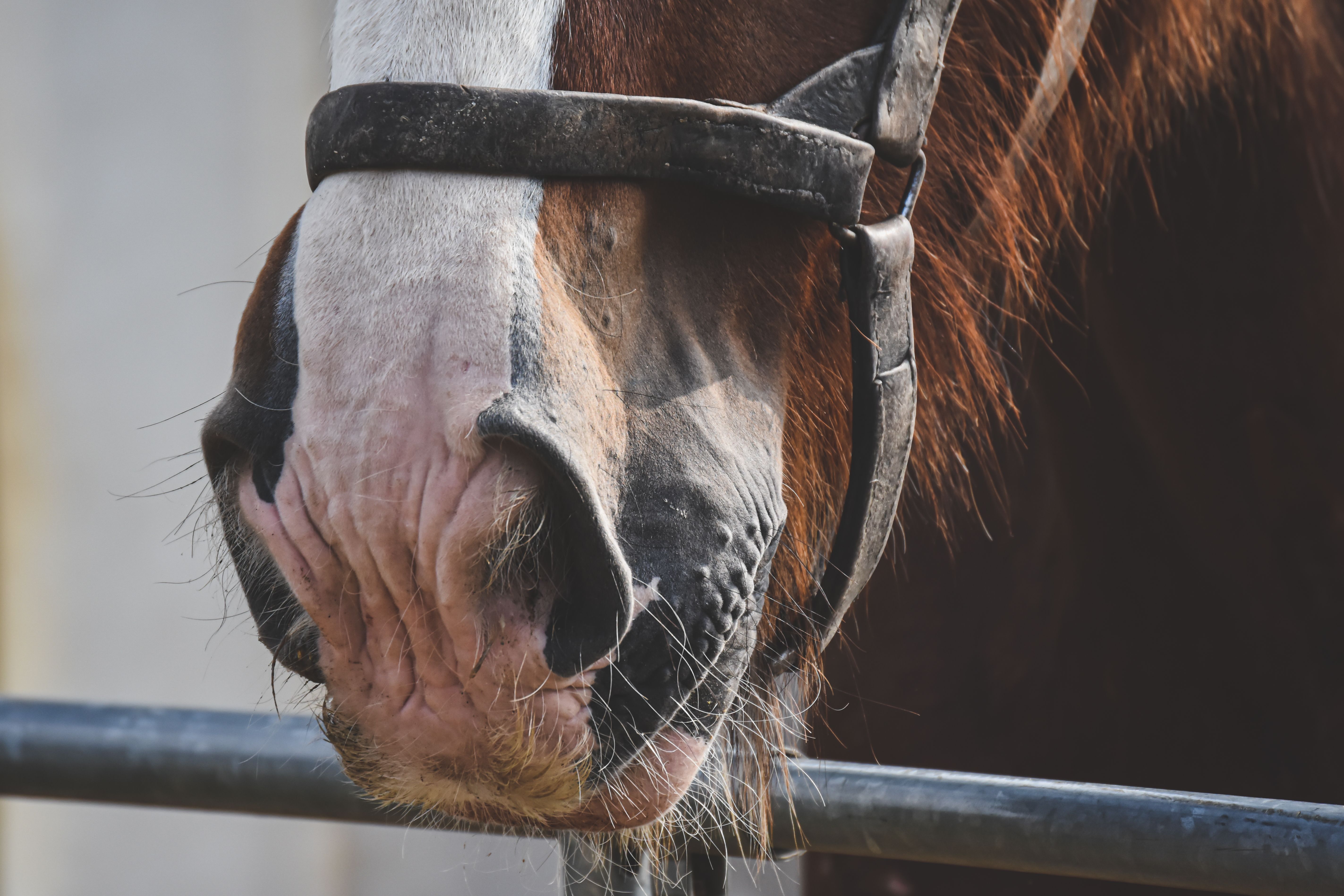 Veterinarian examining a horse during a checkup