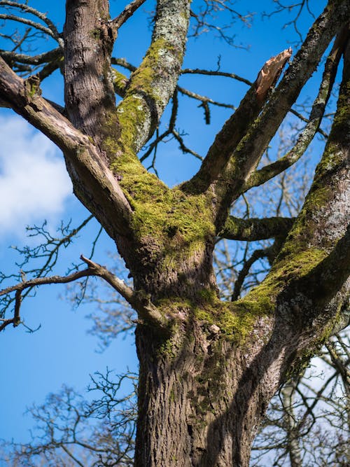 Free stock photo of bark, blue sky, branches
