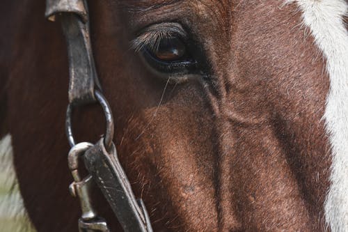 Close-Up Shot of a Horse