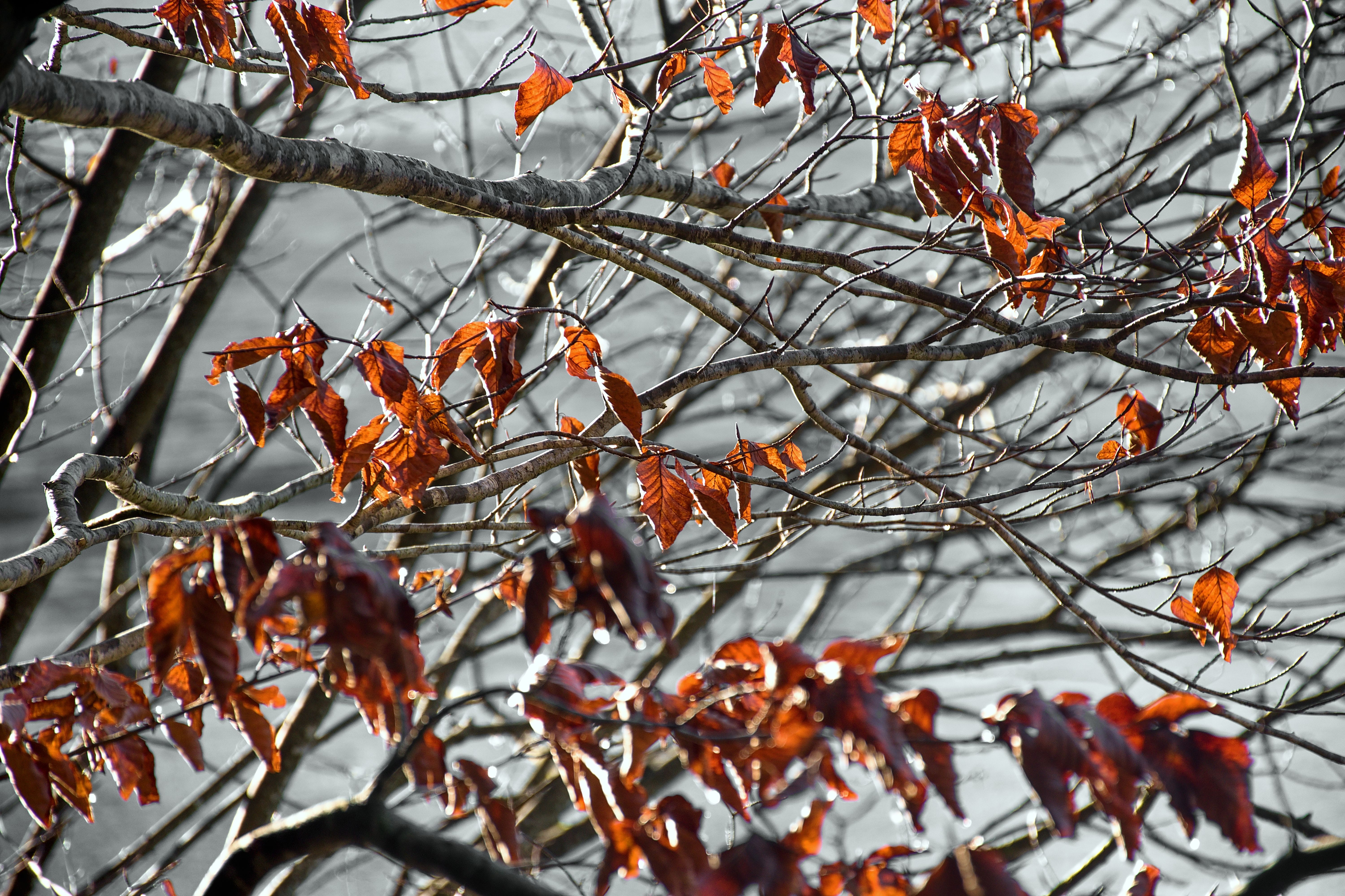 Dry Leaves on a Tree · Free Stock Photo