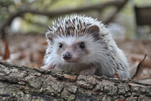 Free Close-Up Shot of a Hedgehog Stock Photo