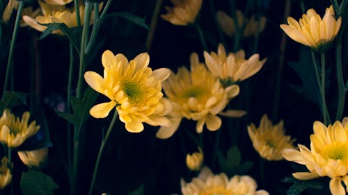 Free Blossoming aromatic yellow chrysanthemums with thin green stems growing in garden against blurred dark background Stock Photo
