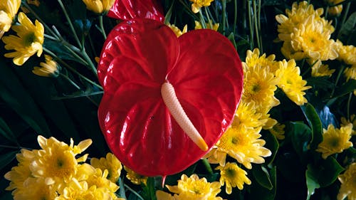 Bright red anthurium flower growing among fresh blooming yellow chrysanthemum flowers in daylight