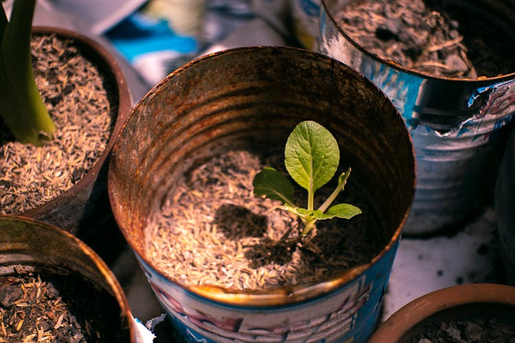 Small Green Plant Growing In Metal Can