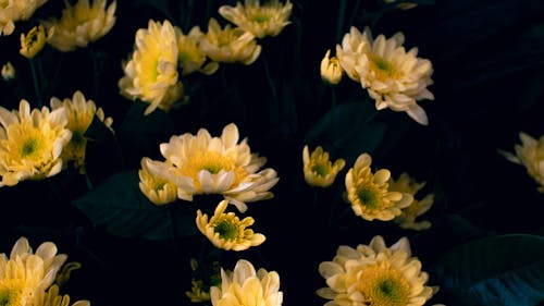 From above of yellow chrysanthemum flowers with delicate petals and green leaves growing in garden