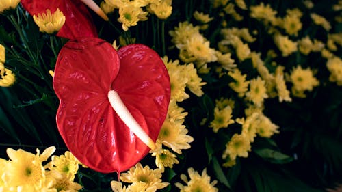 Red Anthurium flowers blooming among yellow chrysanthemum flowers with gentle petals and green leaves