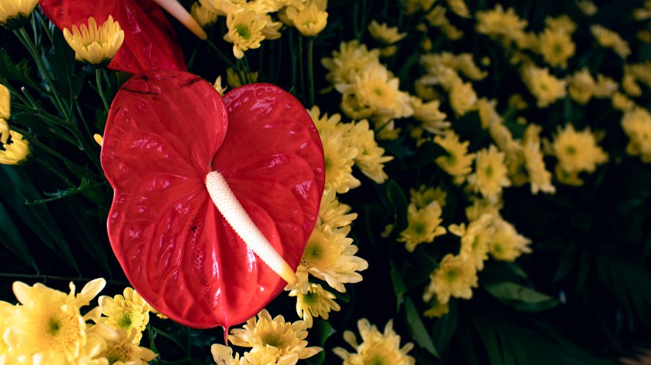 Anthurium magnificum