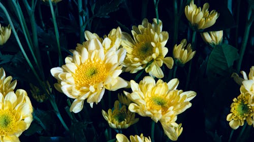 Chrysanthemum flowers with yellow petals