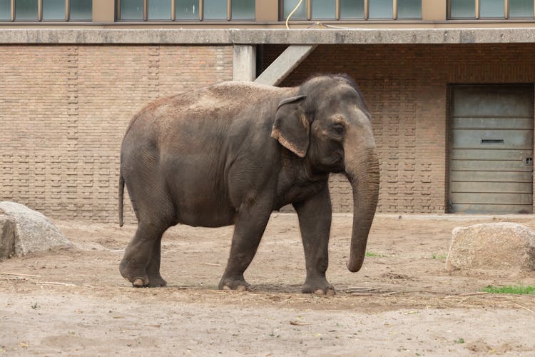 An Elephant Walking