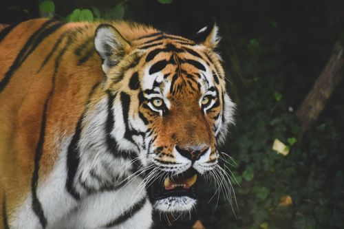 Free Close-up of a majestic tiger displaying its striking stripes in a natural setting. Perfect for wildlife enthusiasts. Stock Photo