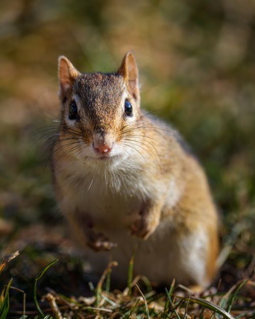 Free Adorable fluffy eastern chipmunk standing on grassy lawn and looking at camera in park on sunny day Stock Photo