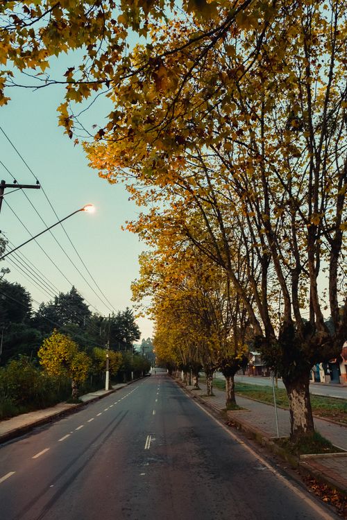 Free Empty asphalt road with glowing streetlights near green and yellow trees in autumn Stock Photo