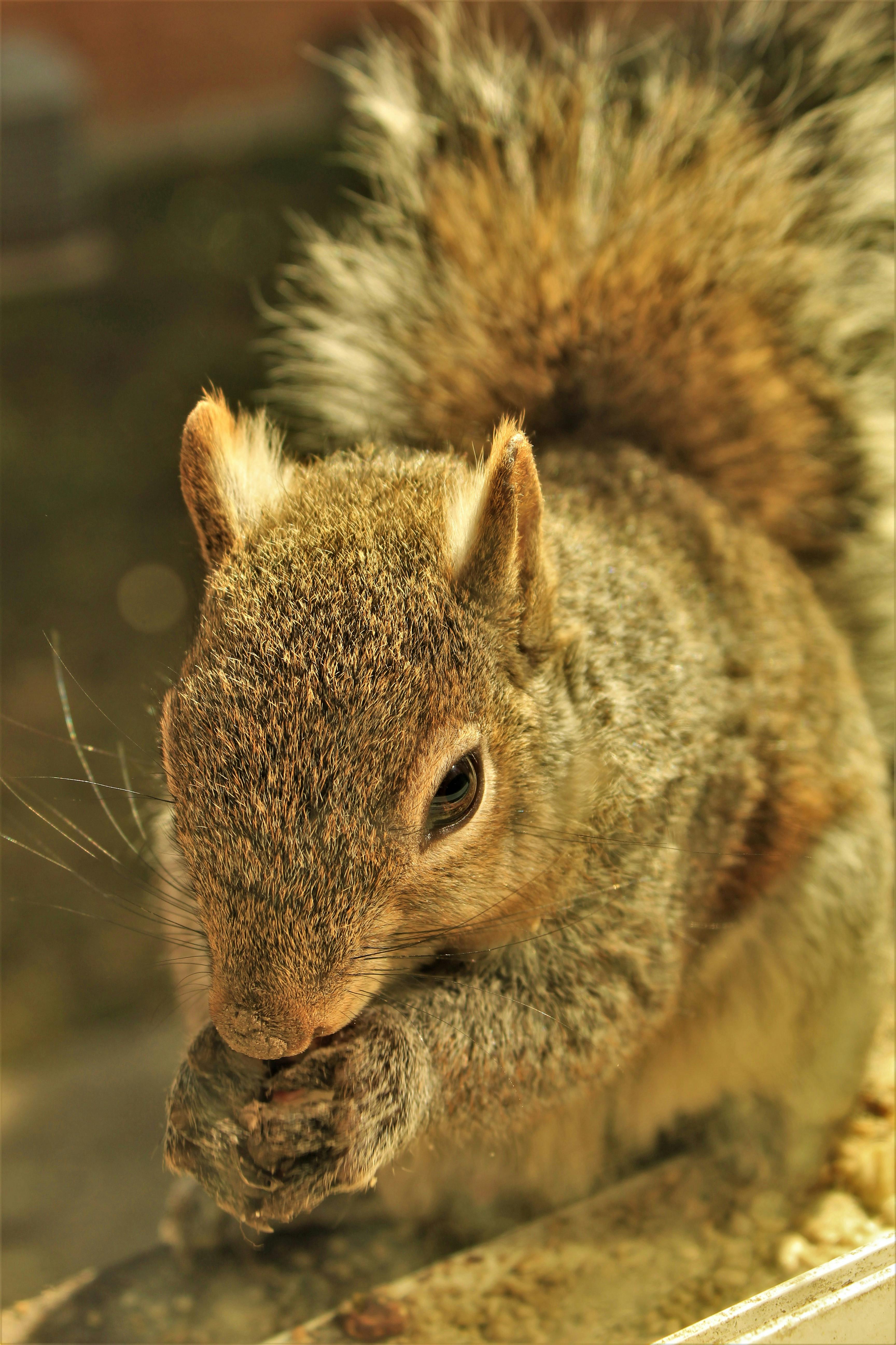 サラエボの伝統的なボスニアコーヒー