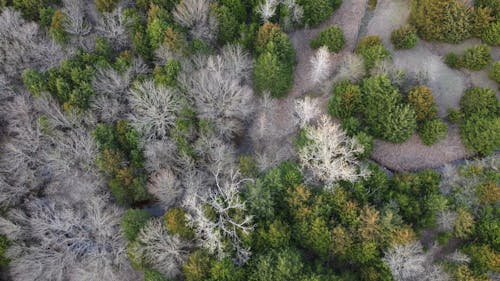Ücretsiz ağaçlar, çıplak ağaçlar, drone çekimi içeren Ücretsiz stok fotoğraf Stok Fotoğraflar