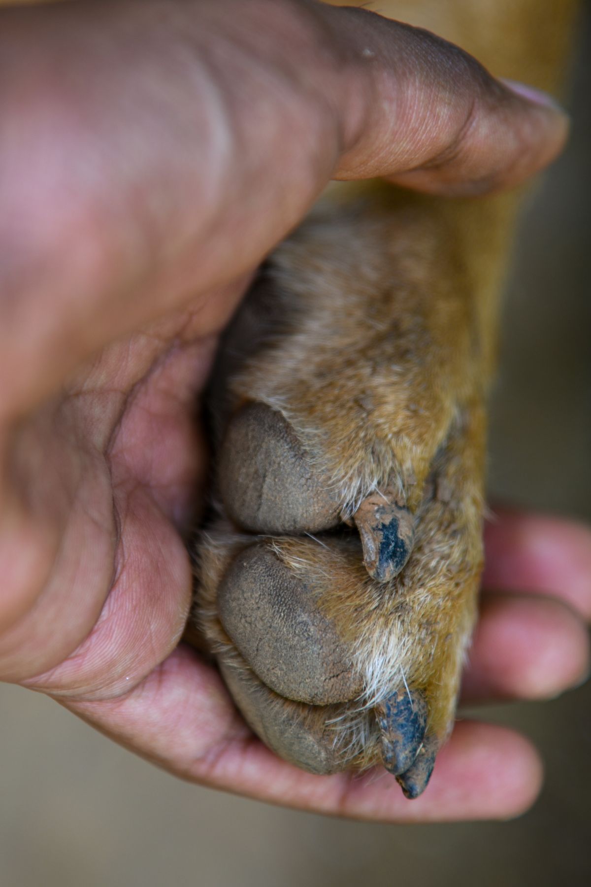Prix pour couper les griffes d’un chien chez le vétérinaire : tarifs vérifiés en France