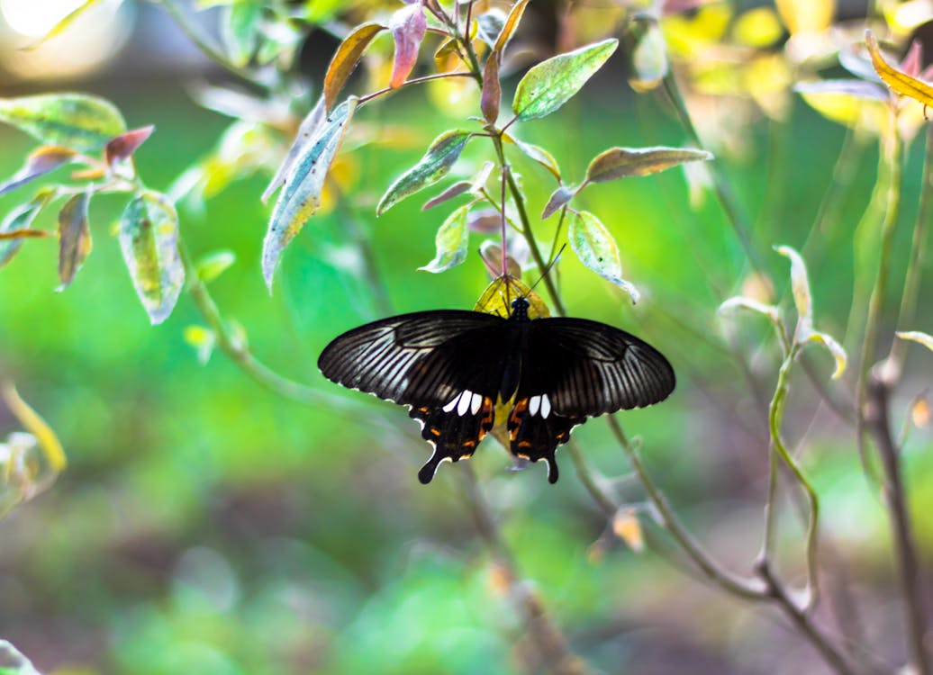 Free stock photo of black, black butterfly, butterflies Free stock photo of black, black butterfly, butterflies