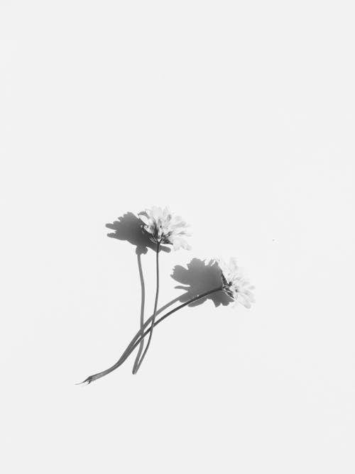 Free Small flowers with thin stems Stock Photo