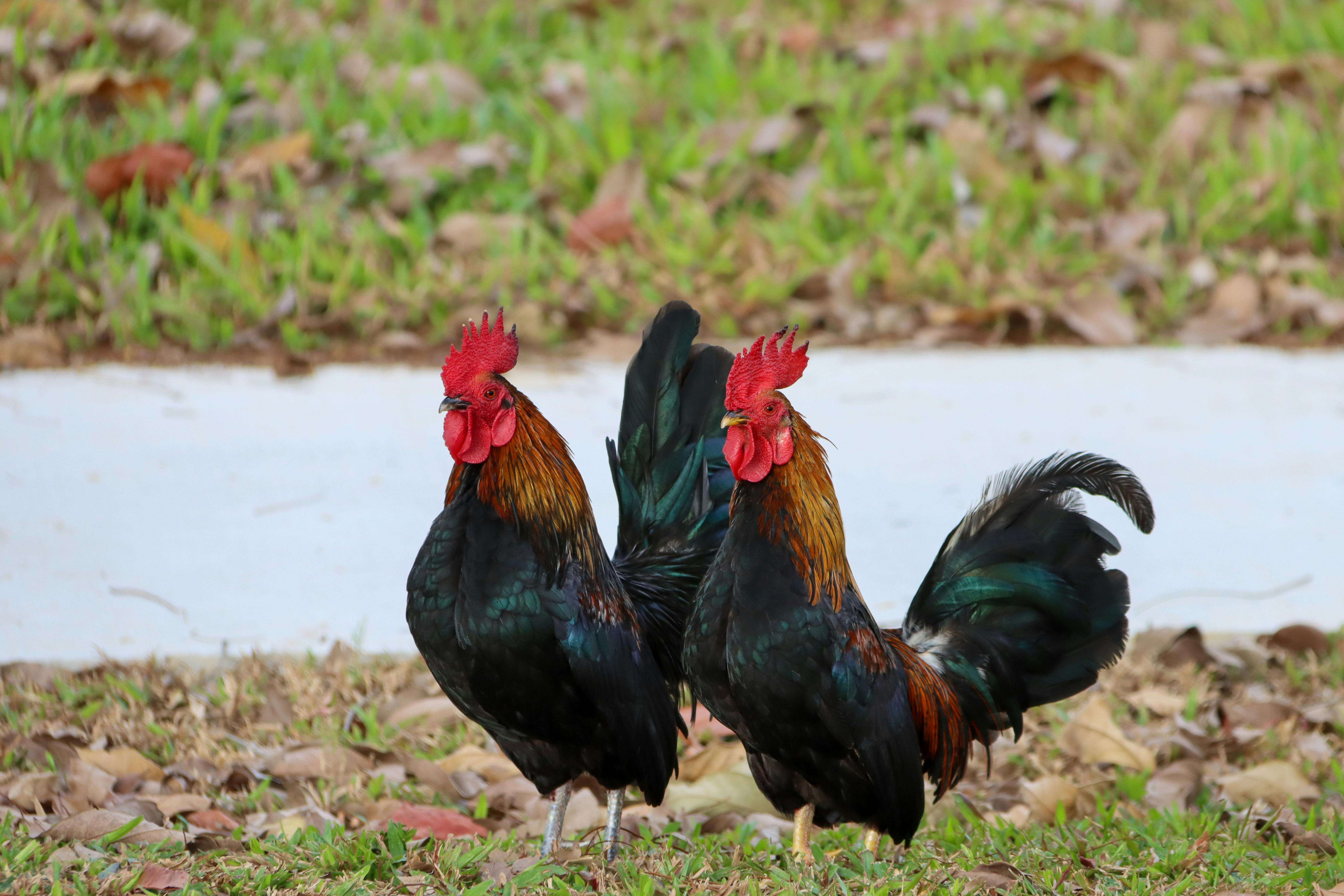 Close-Up Shot of Two Roosters · Free Stock Photo