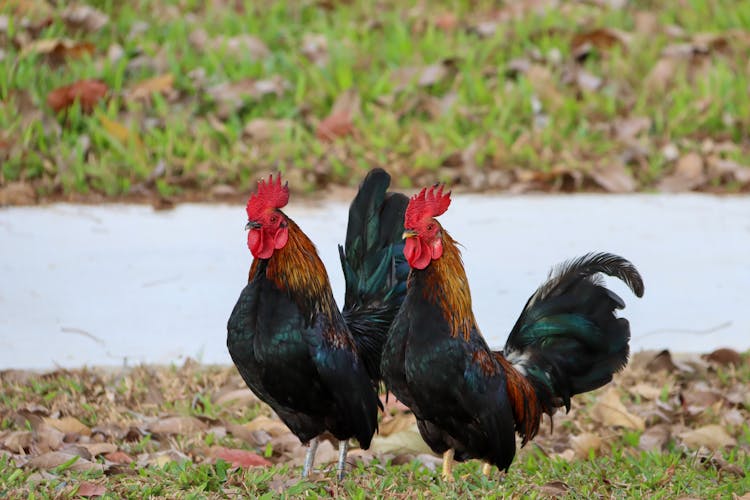 Close-Up Shot Of Two Roosters