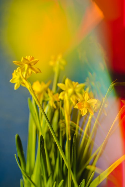 Çiçekler, dikey atış, seçici odak içeren Ücretsiz stok fotoğraf