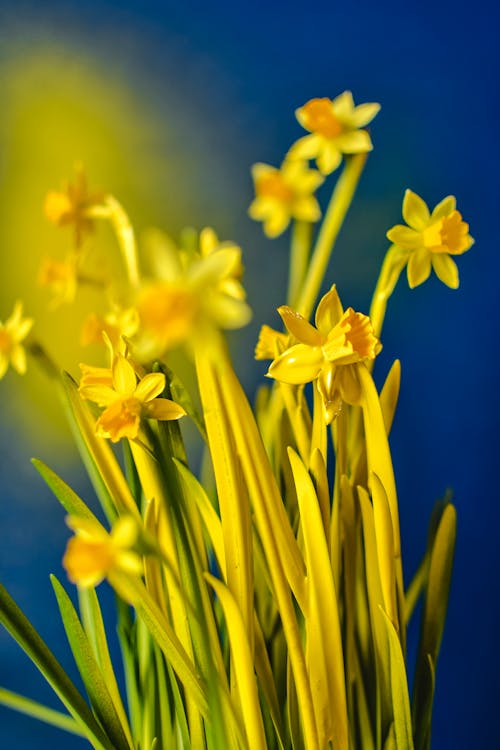 Close-Up Shot of Daffodils in Bloom
