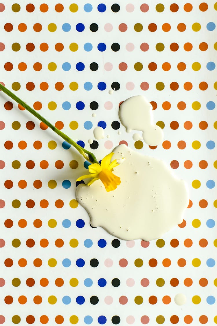 Daffodil Lying On Spilt Liquid And Background With Colorful Dots 