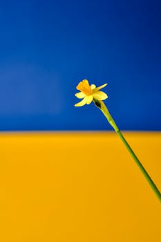 A vibrant yellow narcissus flower stands against a blue and yellow backdrop in a minimalist style.