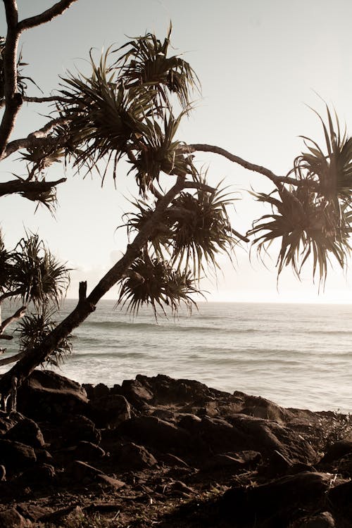 Palm Trees on Beach near Sea