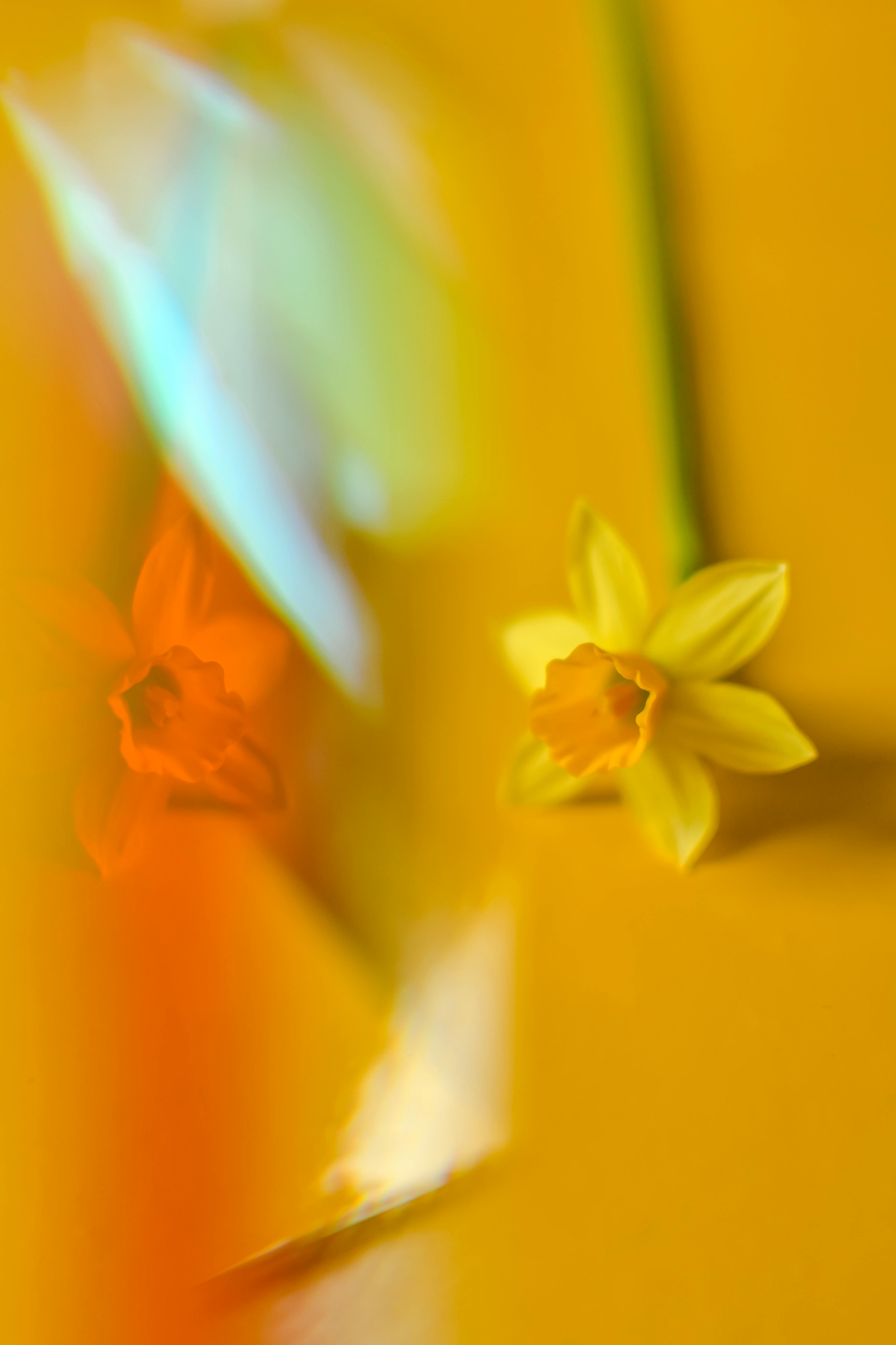 A close-up of a delicate yellow daffodil reflected in a vibrant, colorful surface.