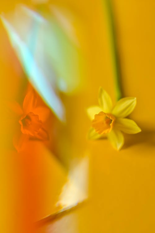 żółty Kwiat żonkila