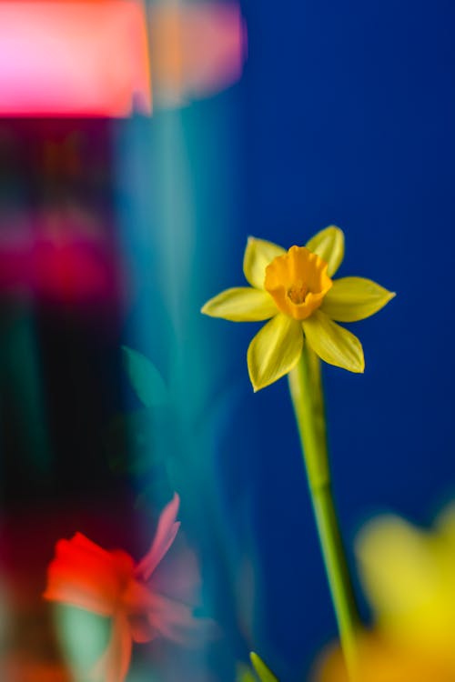 Безкоштовне стокове фото на тему «вертикальні постріл, впритул, жовта квітка»