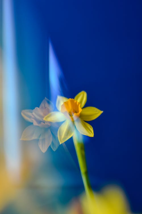 Bezpłatne Darmowe zdjęcie z galerii z fotografia kwiatowa, kwitnąć, narcyz Zdjęcie z galerii