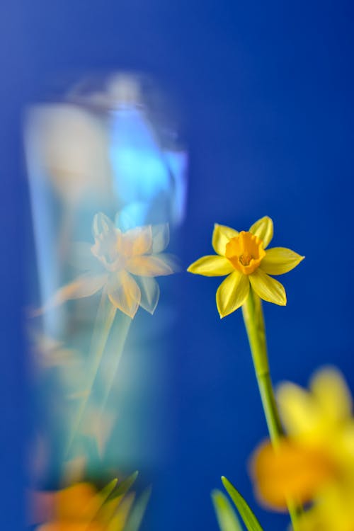 Fotos de stock gratuitas de enfoque selectivo, flor amarilla, pared azul