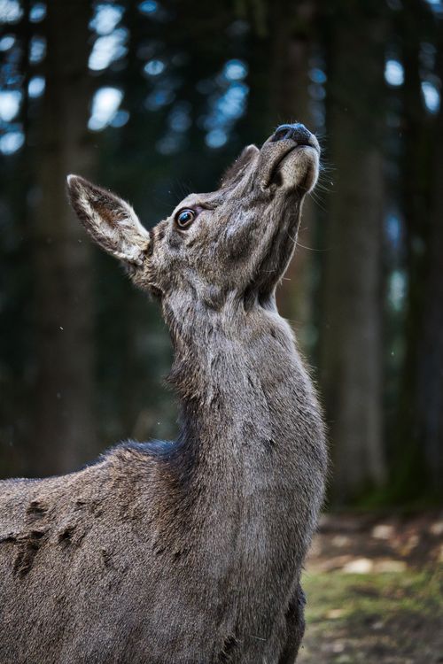 Free Close-up of a deer with head raised in a serene forest environment. Stock Photo