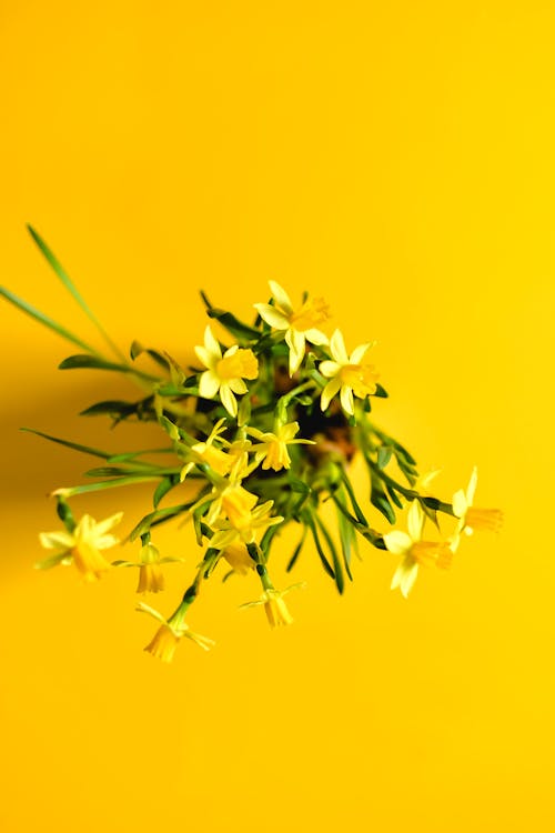 Yellow Flowers on a Yellow Background