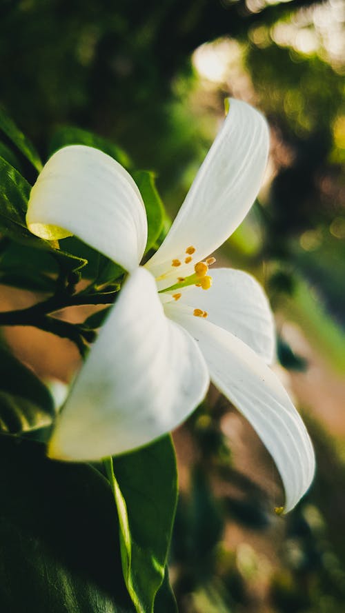 Free stock photo of flower, flowers, nature
