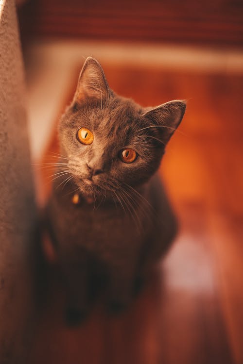 Free Cute cat sitting on floor at home Stock Photo