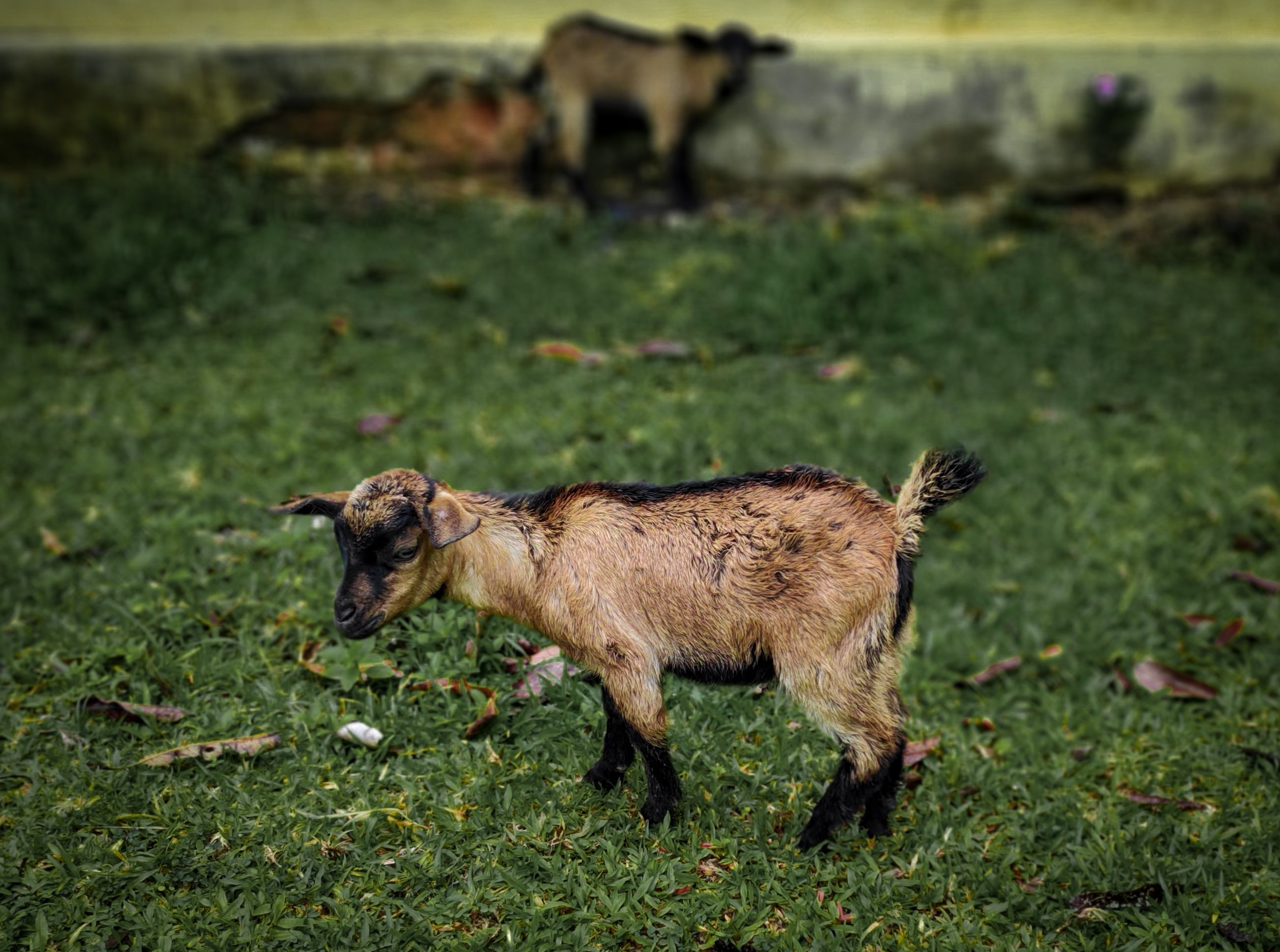 Portrait of a goat at a veterinary clinic