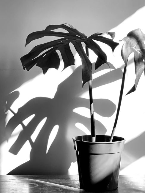Black and white photo of a potted monstera with striking shadows.