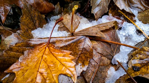 Free stock photo of detailed, ice, snow