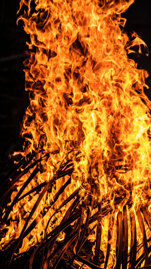 Burning bonfire with branches and sprigs of tree with bright hot flames in murk nature in evening time in woods