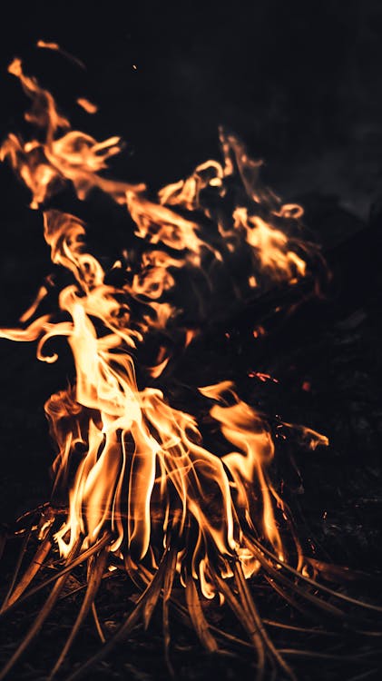 Burning branches in dark woods · Free Stock Photo