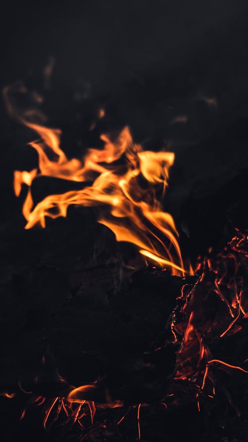 Burning flames in dark forest
