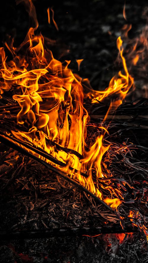 Thin branches of tree burning in campfire with hot orange flames and ashes in evening dark forest in wild nature