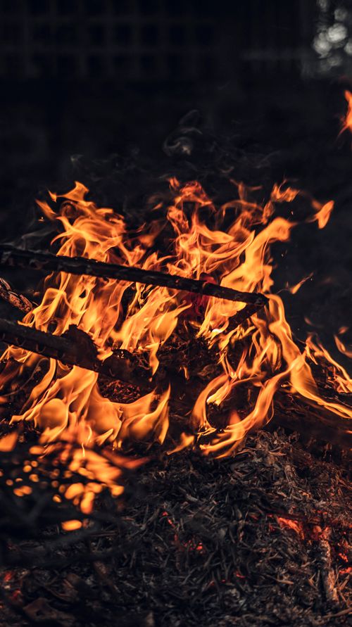 Free Long dried branches of tree burning in bonfire with orange flames on ground with withered leaves in dark woods in evening time Stock Photo