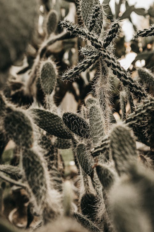 Abundance of prickly green exotic cactuses with sharp spikes growing in botanical garden on summer day in countryside on blurred background