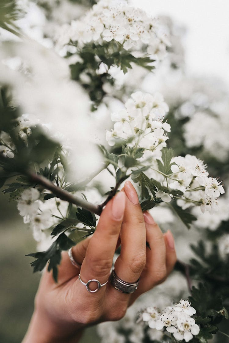 Female Touching Blooming Tree In Daytime